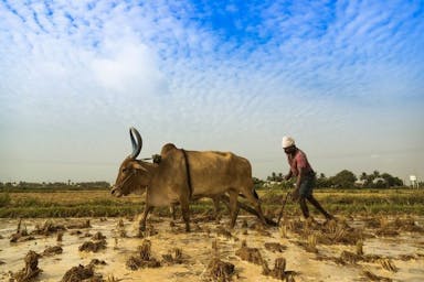 لماذا ينتحر المزارعون في الهند؟